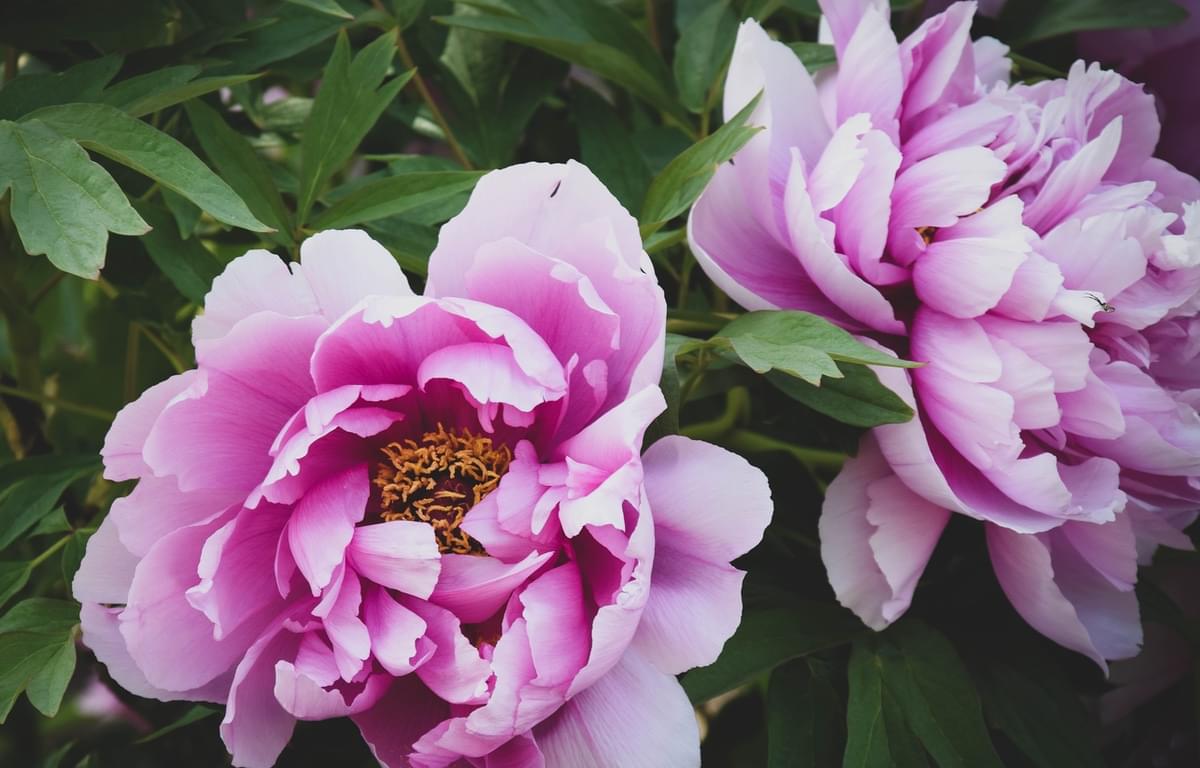 Flowers for Moms